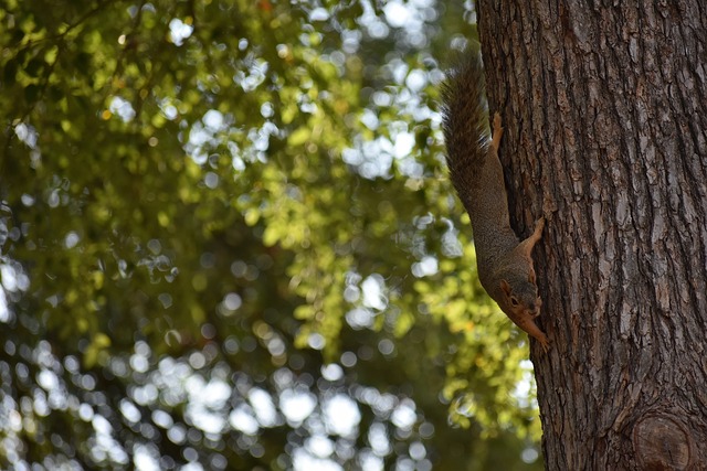 快船侧翼新援博格达诺维奇：第二阵容组织核心的崛起.